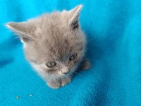 British shorthair bal gözlü yavrular