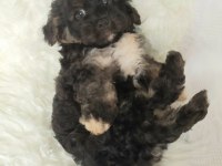 Black Maltipoo