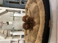 Orjinal Toy Poodle