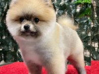 Pomeranian boo 2 aylık
