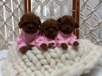 DİŞİ KORE POODLE YAVRULAR