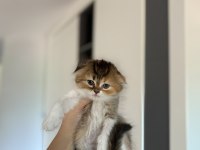 SCOTTISH FOLD YAVRULARIM 