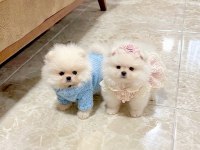 Oyuncak gibi mini boy erkek ve dişi pomeranian yavrular