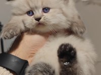British longhair yavrumuz