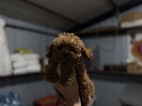 Kore Poodle Yavruları Yeni Yuvasına Hazır