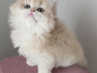 British Longhair Dişi Golden Yavru