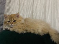 Tek kalan 3 aylık kedim
