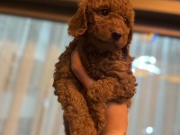 ORİJİNAL TOY POODLE