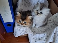 British Golden Longhair ve Silver Bebeklerimiz