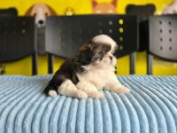 Korean morkie bebekler 2 kg