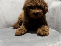 Toy poodle yavrularımız teslime hazır