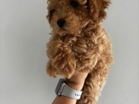 Teacup dişi Kore poodle