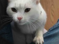 ŞANSLI YA YENİ ŞANS OLUN KEDİM