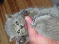 Safkan british shorthair yavrular