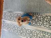 3 aylık yavru golden retriever
