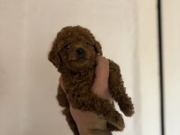 Kilo garantili toy poodle bebekler