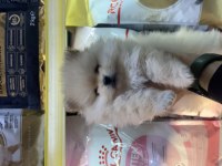 Saf kan pomeranian boo yavrularımız