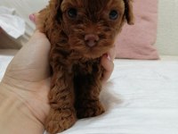 Kore Toy Poodle