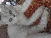 Yetişkin erkek chinchilla