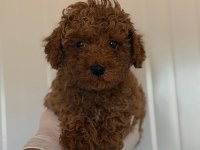 SAFKAN TOY POODLE YAVRULAR