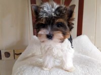 Yorkshire Terrier Ve Biweryork Yavrular