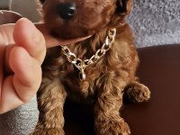 Toy poodle erkek yavrularım