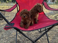 OYUNCAK AYICIK RED BROWN TOY POODLE BEBEKLER
