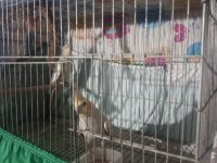 Sultan papağanı takım 6 aylık