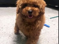 Toy Poodle Yavru Köpeğimiz