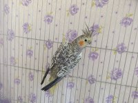 Dişi sultan papağanı 1 yaşında