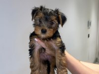2 aylık yavru yorkshire terrier