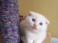 Pofuduk scottish fold white