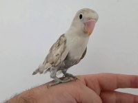 Yavru erkek cennet papağanı