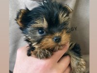 Yorkshire terrier yavrularımız dişi erkek mevcut