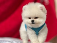 En şirin pomeranian boo yavruları