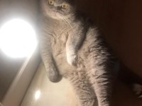 Full Şecereli British Shorthair Kedimiz