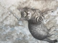 Kedi erkek british shorthair