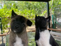 Dev Amerikan Akita
