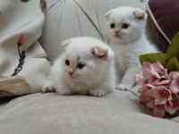 Güzel Bebek Kedilerim