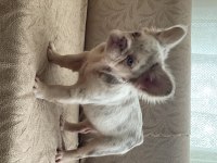 Bir birinden güzel 4 french bulldog yavrumuz