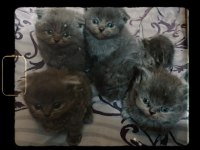 Safkan Scottish Fold Yavrular