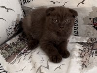Silver ve Cinnamon Scottish Fold Yavrular
