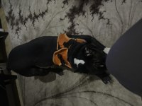 French bulldog 21.06.2022 doğumlu