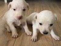 6 yavru köpeğimiz