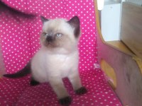 Teslime hazır british shorthair yavrularım