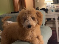 6 Aylık Poodle Yavrum