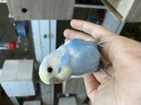 Ele omuza alıştırmalık kuşlarımız 