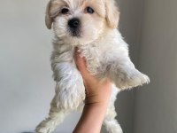 Maltese terrier minikler