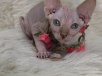 Kediler Naked Beauty Sphynx Cattery