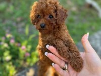Efsane Toy Poodle Yavruları